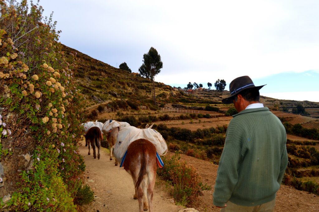 donkeys sun island titicaca lake