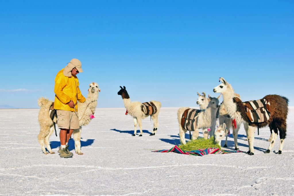 llamas salar de uyuni (3)