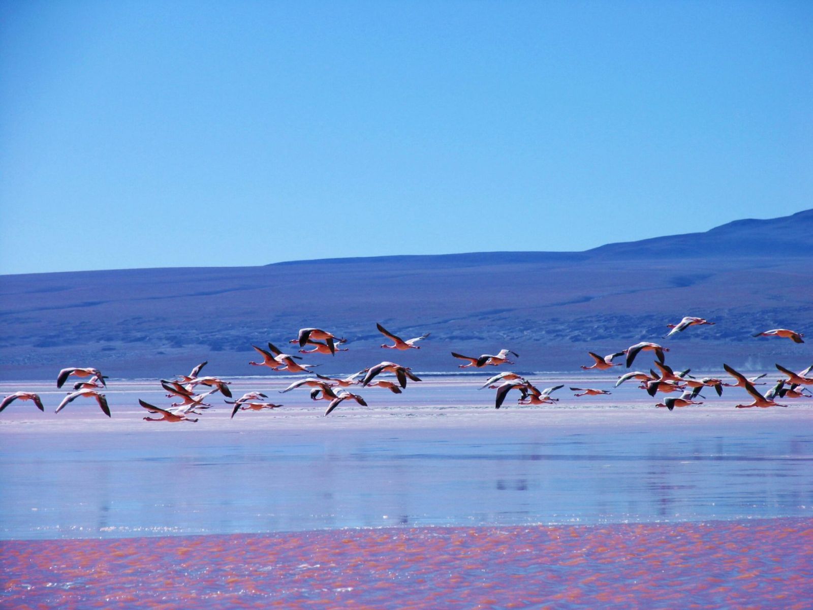 red lagoon 1