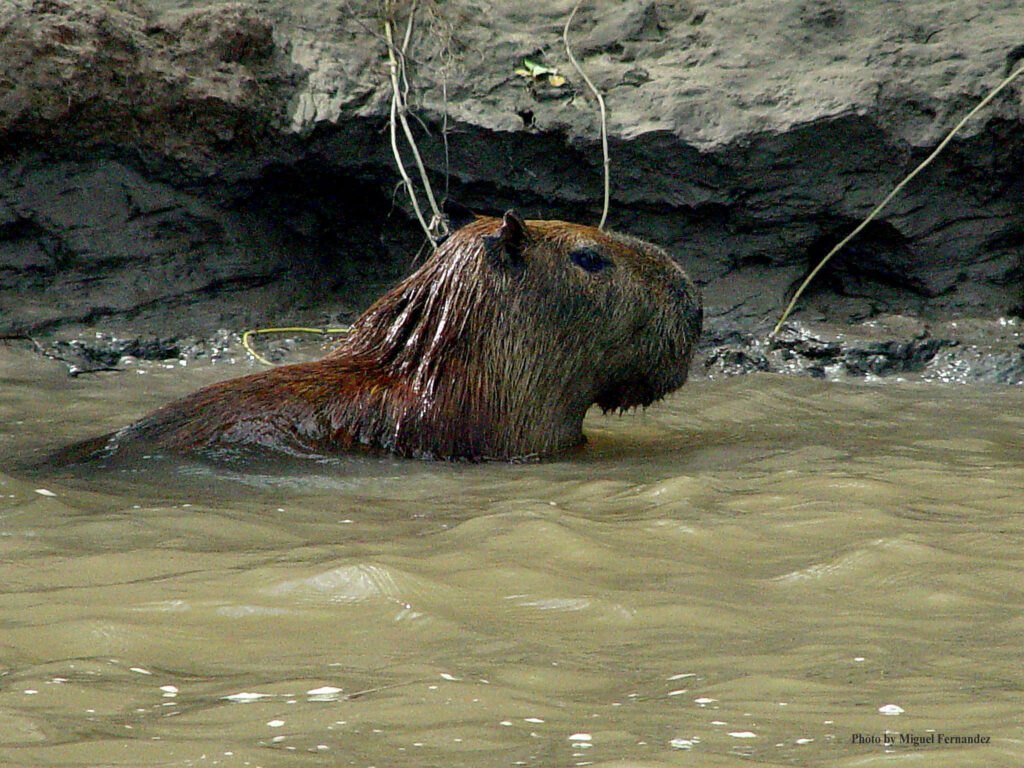 capibara