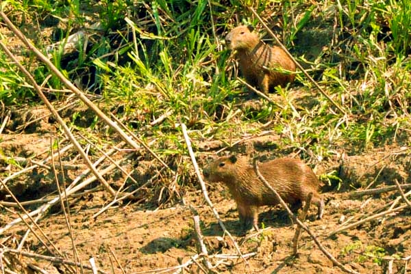 capibara (2)
