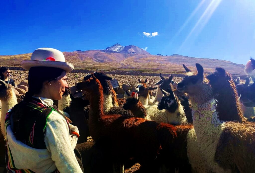 llamas in the corral