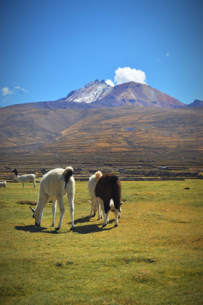 llamas and tunupa volcano