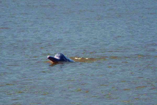 river dolphin