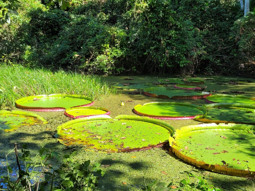 river plants